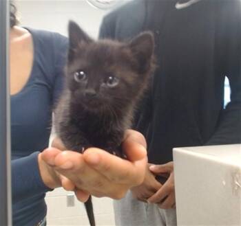 Domestic Short Hair Cats Available for Adoption in Oklahoma City, Oklahoma - A472979 | PetCurious
