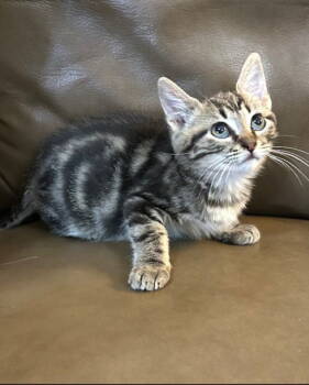 Rescue Domestic Medium Hair and Tabby Cats for Adoption in Social Circle, Georgia - Madi | PetCurious