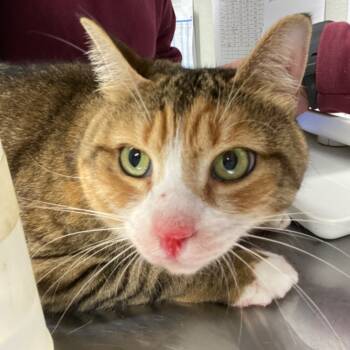 Rescue Domestic Short Hair Cats for Adoption in Fall River, Massachusetts - Nessa | PetCurious