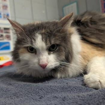 Cheese (Holland Cat Cove) -  Domestic Long Hair Cat for Adoption in West Olive, Michigan - Cheese (Holland Cat Cove) | PetCurious