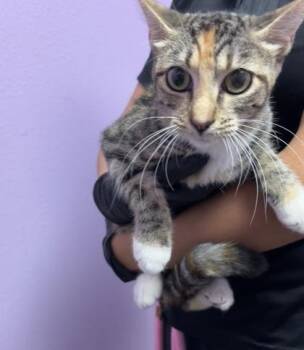 61679192 -  Domestic Short Hair Cat for Adoption in El Paso, Texas - 61679192 | PetCurious