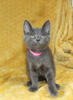 Jordan - 43699 -  Domestic Short Hair Cat for Adoption in Prattville, Alabama - Jordan - 43699 | PetCurious