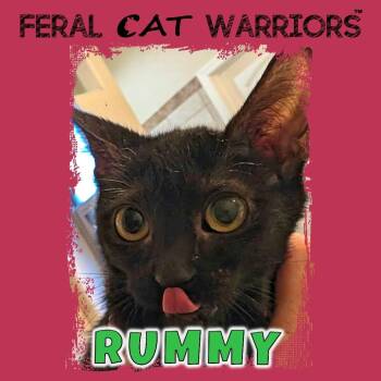 Rummy -  Domestic Short Hair Cat for Adoption in Kingman, Arizona - Rummy | PetCurious