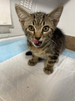 Domestic Short Hair Cats Available for Adoption in Tallahassee, Florida - DANNY | PetCurious