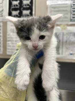 GOOBIE -  Domestic Short Hair Cat for Adoption in Las Vegas, Nevada - GOOBIE | PetCurious