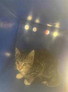 Domestic Short Hair Cats Available for Adoption in San Jose, California - SWIRL | PetCurious