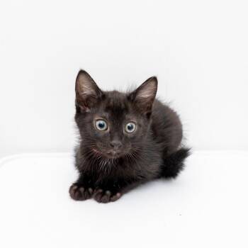 KAT -  Domestic Short Hair Cat for Adoption in New York, New York - KAT | PetCurious