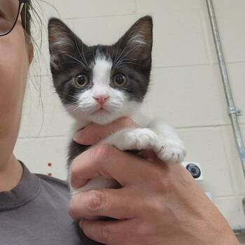 Pawbert -  Domestic Short Hair Cat for Adoption in Walker, Michigan - Pawbert | PetCurious
