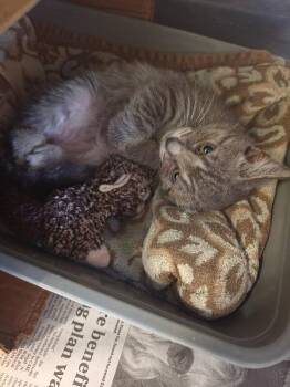 Maizey -  Domestic Short Hair Cat for Adoption in Cortland, New York - Maizey | PetCurious