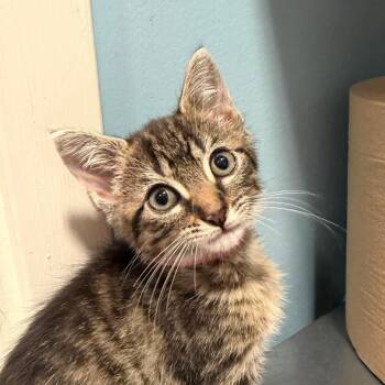 Columbia -  Domestic Short Hair Cat for Adoption in Chattanooga, Tennessee - Columbia | PetCurious