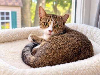 Millie Solis -  Domestic Short Hair Cat for Adoption in Stowe, Pennsylvania - Millie Solis | PetCurious