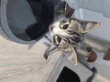 Domestic Short Hair Cats Available for Adoption in Globe, Arizona - Penny | PetCurious