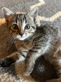 Rescue Domestic Short Hair Cats for Adoption in Oceanside, California - Luke | PetCurious