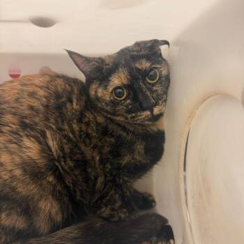 Goldy -  Domestic Long Hair Cat for Adoption in Columbus, Georgia - Goldy | PetCurious