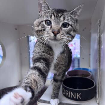 Surfer -  Domestic Short Hair Cat for Adoption in Mokena, Illinois - Surfer | PetCurious