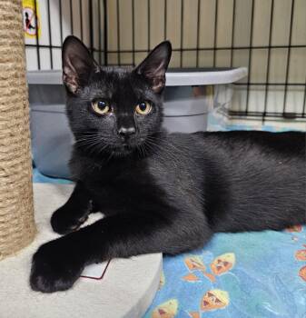 Rescue Domestic Short Hair Cats for Adoption in Ocean City, New Jersey - Axl Rose | PetCurious