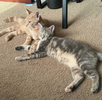 Rescue Domestic Short Hair Cats for Adoption in Cary, North Carolina - Jam | PetCurious