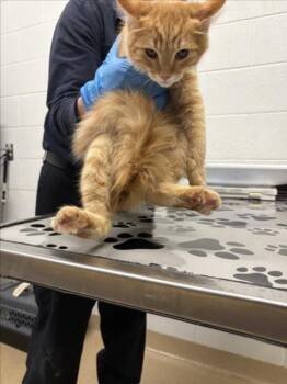 Domestic Short Hair Cats Available for Adoption in Derwood, Maryland - OMELETTE | PetCurious