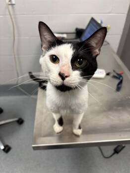 ZACH -  Domestic Short Hair Cat for Adoption in Indianapolis, Indiana - ZACH | PetCurious
