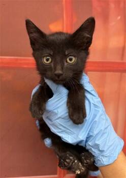 American Shorthair Cats Available for Adoption in San Bernardino, California - SIMONE | PetCurious