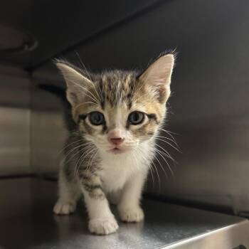 Jordan -  Domestic Short Hair Cat for Adoption in Bristol, Indiana - Jordan | PetCurious