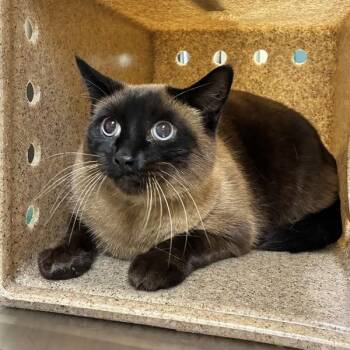 Big Boy -  Siamese Cat for Adoption in Troutdale, Oregon - Big Boy | PetCurious