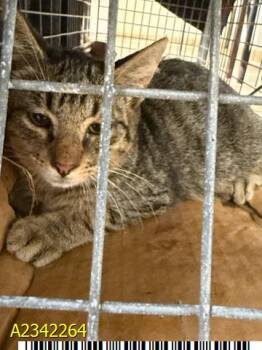 PALMER -  Domestic Short Hair Cat for Adoption in West Palm Beach, Florida - PALMER | PetCurious