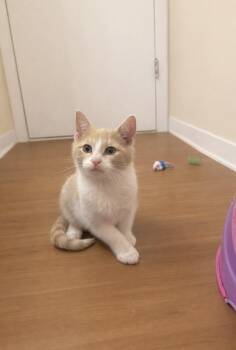 Domestic Short Hair Cats Available for Adoption - Pinto | PetCurious