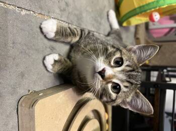 Rescue Tabby Cats for Adoption in Maitland, Florida - Ted | PetCurious