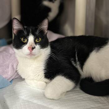 Cygnus -  Domestic Short Hair Cat for Adoption in Salt Lake City, Utah - Cygnus | PetCurious