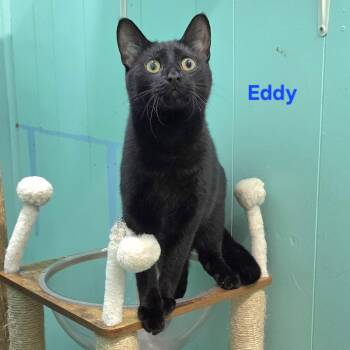 Eddy -  British Shorthair and Domestic Short Hair Cat for Adoption in Whitewater, Wisconsin - Eddy | PetCurious