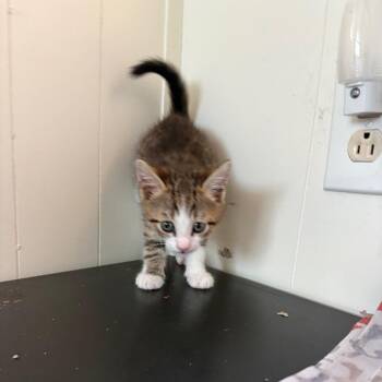Domestic Short Hair Cats Available for Adoption in Gainesville, Florida - Pete | PetCurious