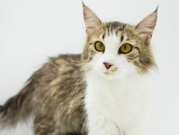 Briley is a beauty inside and out EXTRA TOES - Floof - loves her -  Extra Toes Cat Hemingway Polydactyl and Turkish Angora Cat for Adoption in Bedford Hills, New York - Briley Is A Beauty Inside And Out EXTRA TOES - Floof - Loves Her | PetCurious