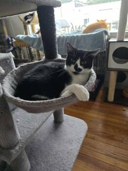 Rescue Tuxedo Cats for Adoption in Huntington, New York - Leonard | PetCurious