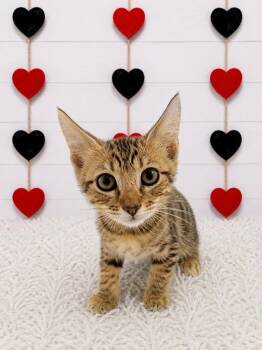 Mater -  Domestic Short Hair Cat for Adoption in Corpus Christi, Texas - Mater | PetCurious