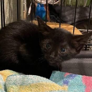 Scarlet -  Domestic Short Hair Cat for Adoption in Port Charlotte, Florida - Scarlet | PetCurious