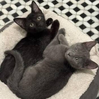 Paco & Paloma -  Domestic Short Hair Cat for Adoption in Calverton, Maryland - Paco & Paloma | PetCurious