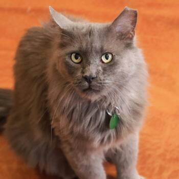 Adade -  Domestic Medium Hair Cat for Adoption in Tucson, Arizona - Adade | PetCurious