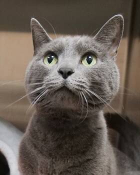 Rescue Domestic Short Hair Cats for Adoption in Fishers, Indiana - Grimson | PetCurious