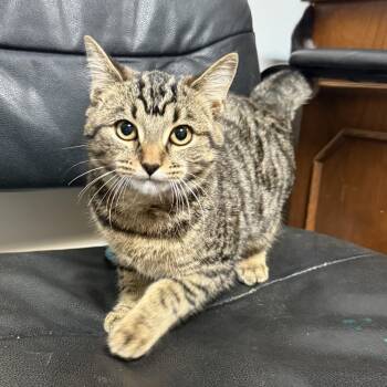 Rescue Tabby Cats for Adoption in Columbia, South Carolina - Moo Shu | PetCurious