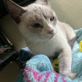 VALENTINA -  Siamese and Domestic Short Hair Cat for Adoption in Kyle, Texas - VALENTINA | PetCurious