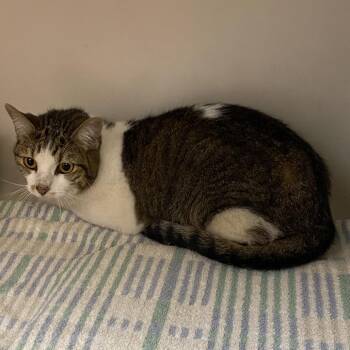 Po -  Domestic Short Hair Cat for Adoption in Harrisonburg, Virginia - Po | PetCurious