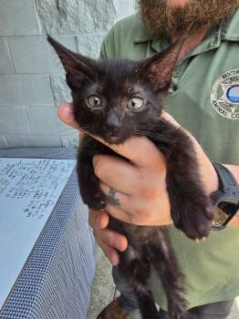 Kitten 4 (Sims) -  Domestic Short Hair Cat for Adoption in Camden, Tennessee - Kitten 4 (Sims) | PetCurious