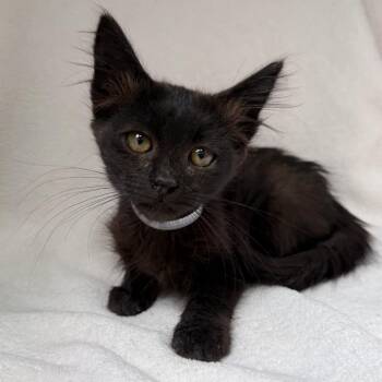 Liam -  Domestic Medium Hair Cat for Adoption in Hawthorne, California - Liam | PetCurious