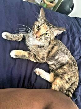 Cleo -  Torbie Cat for Adoption in Rutherfordton, North Carolina - Cleo | PetCurious