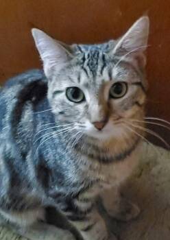 Rescue Domestic Short Hair Cats for Adoption in Sioux City, Iowa - Boo | PetCurious