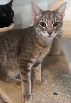 Velcro -  Domestic Short Hair Cat for Adoption in Mcpherson, Kansas - Velcro | PetCurious