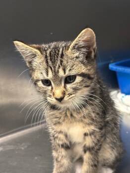 Rescue Domestic Short Hair Cats for Adoption in Ellijay, Georgia - Flower | PetCurious