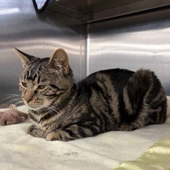 Solomon -  Domestic Short Hair Cat for Adoption in Buffalo, New York - Solomon | PetCurious
