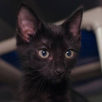 Flecks -  Domestic Short Hair Cat for Adoption in Seattle, Washington - Flecks | PetCurious
